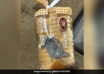 Man Finds Rat Inside Bread Packet Ordered From Blinkit Company Responds See Post Here
