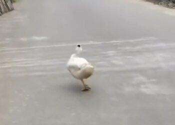 People Are Laughing At This Bird Flaunting Like A Model On The Road Ndtv Hindi Ndtv India