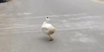 People Are Laughing At This Bird Flaunting Like A Model On The Road Ndtv Hindi Ndtv India