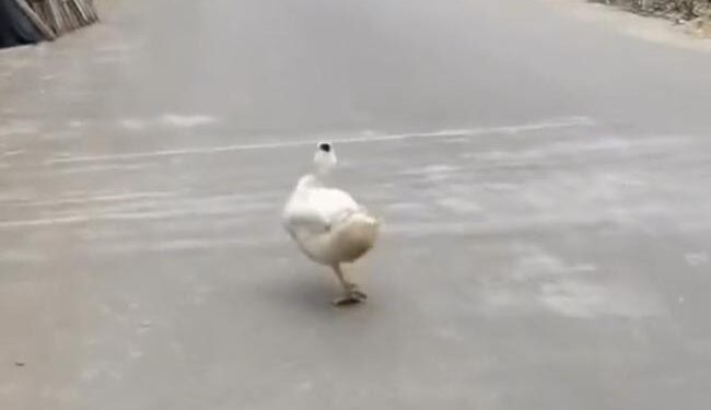 People Are Laughing At This Bird Flaunting Like A Model On The Road Ndtv Hindi Ndtv India