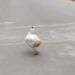 People Are Laughing At This Bird Flaunting Like A Model On The Road Ndtv Hindi Ndtv India