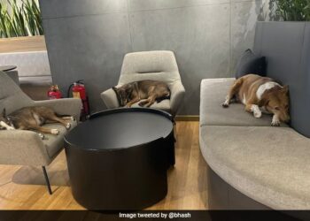 People Were Shocked To See Such Competition Between Dogs, Said – Will Do Anything To Win – डॉगीज के बीच ऐसा कॉम्पिटिशन देख चौंक गए लोग, बोले