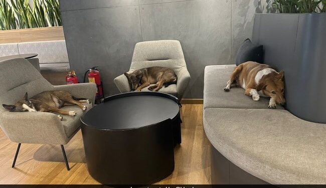 People Were Shocked To See Such Competition Between Dogs, Said – Will Do Anything To Win – डॉगीज के बीच ऐसा कॉम्पिटिशन देख चौंक गए लोग, बोले