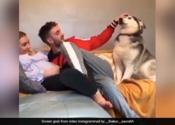 Viral Video: In The Midst Of The Love Of The Wife, This Dog Became A Bone In The Kebab, Even The Son-in-law Would Not Be So Jealous