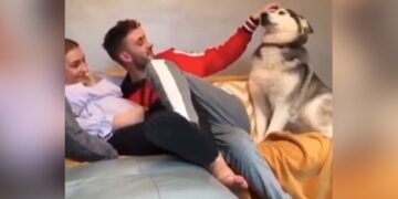 Viral Video: In The Midst Of The Love Of The Wife, This Dog Became A Bone In The Kebab, Even The Son-in-law Would Not Be So Jealous