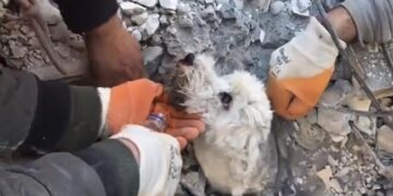 Its A Miracle: Rescuers Rescue Dog Alive Despite Being Buried Under Rubble After Turkey Earthquake Ndtv Hindi Ndtv India