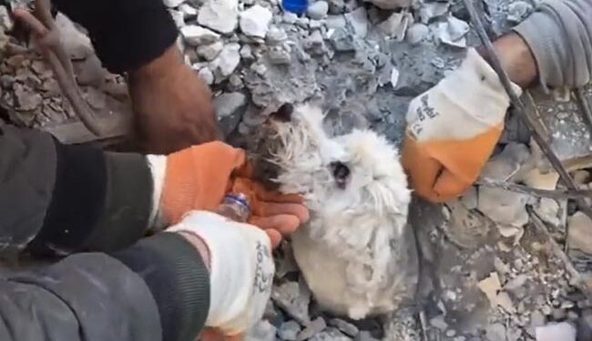 Its A Miracle: Rescuers Rescue Dog Alive Despite Being Buried Under Rubble After Turkey Earthquake Ndtv Hindi Ndtv India