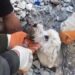 Its A Miracle: Rescuers Rescue Dog Alive Despite Being Buried Under Rubble After Turkey Earthquake Ndtv Hindi Ndtv India