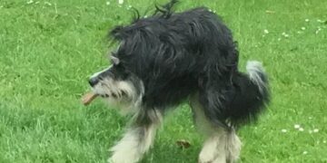 Viral Video Of Crazy Dog Who Dig Tunnel In Backyard