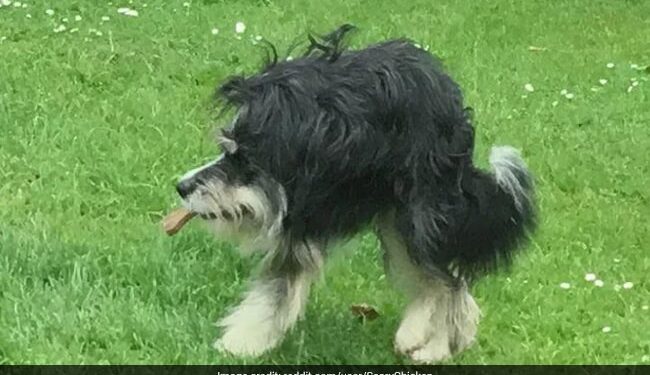 Viral Video Of Crazy Dog Who Dig Tunnel In Backyard