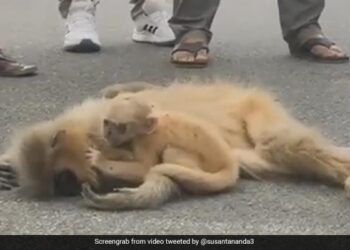 VIDEO: Baby Golden Langur Tries To Wake Up Mother Killed By Speeding Vehicle In Assam Ndtv Hindi Ndtv India – वाहन के कुचलने से मरी मां को जिंदा करने की कोशिश करता रहा दो महीने का लंगूर, रुला देगा VIDEO