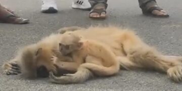 VIDEO: Baby Golden Langur Tries To Wake Up Mother Killed By Speeding Vehicle In Assam Ndtv Hindi Ndtv India – वाहन के कुचलने से मरी मां को जिंदा करने की कोशिश करता रहा दो महीने का लंगूर, रुला देगा VIDEO