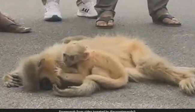 VIDEO: Baby Golden Langur Tries To Wake Up Mother Killed By Speeding Vehicle In Assam Ndtv Hindi Ndtv India – वाहन के कुचलने से मरी मां को जिंदा करने की कोशिश करता रहा दो महीने का लंगूर, रुला देगा VIDEO
