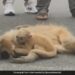 VIDEO: Baby Golden Langur Tries To Wake Up Mother Killed By Speeding Vehicle In Assam Ndtv Hindi Ndtv India – वाहन के कुचलने से मरी मां को जिंदा करने की कोशिश करता रहा दो महीने का लंगूर, रुला देगा VIDEO