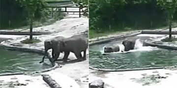 Baby Elephant Heartwarming Old Video: Elephants Rescue Calf Drowning In Pool At Seoul Zoo In A Heartwarming Video