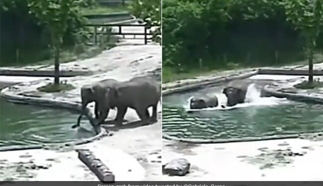 Baby Elephant Heartwarming Old Video: Elephants Rescue Calf Drowning In Pool At Seoul Zoo In A Heartwarming Video