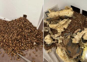 OMG: पंछी ने दीवार में जमा कर रखे थे 317 किलो शाहबलूत, देख घर का मालिक रह गया हक्का-बक्का