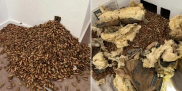OMG: पंछी ने दीवार में जमा कर रखे थे 317 किलो शाहबलूत, देख घर का मालिक रह गया हक्का-बक्का