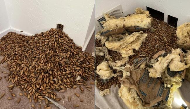 OMG: पंछी ने दीवार में जमा कर रखे थे 317 किलो शाहबलूत, देख घर का मालिक रह गया हक्का-बक्का