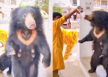 Bear Drinks Cold Juice With Style You Will Be Surprised Watch The Video, People Are Feeding Juice To Bear From Their Hands In Temple