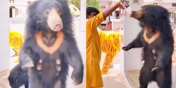 Bear Drinks Cold Juice With Style You Will Be Surprised Watch The Video, People Are Feeding Juice To Bear From Their Hands In Temple
