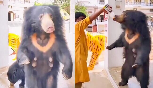 Bear Drinks Cold Juice With Style You Will Be Surprised Watch The Video, People Are Feeding Juice To Bear From Their Hands In Temple