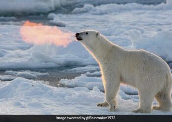 Polar Bear Breathes Fire In This Magical Photo You Will Not Believe
