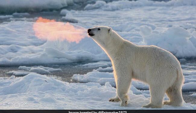 Polar Bear Breathes Fire In This Magical Photo You Will Not Believe