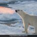 Polar Bear Breathes Fire In This Magical Photo You Will Not Believe
