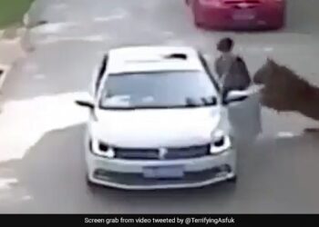 Tiger Attack On Woman Grabbed And Dragged Her Towards The Forest Then What Happened Next In Old Video Viral Again
