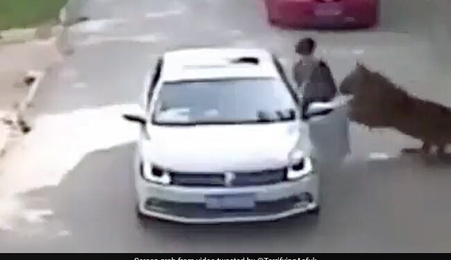 Tiger Attack On Woman Grabbed And Dragged Her Towards The Forest Then What Happened Next In Old Video Viral Again