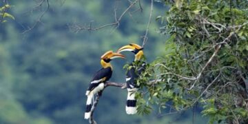 Hornbill Birds Unique Story, Live Together For Life, The Whole Family Dies When The Male Does Not Come Ndtv Hindi Ndtv India