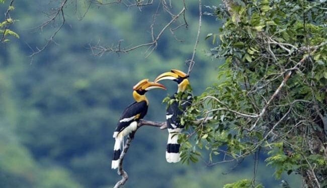 Hornbill Birds Unique Story, Live Together For Life, The Whole Family Dies When The Male Does Not Come Ndtv Hindi Ndtv India