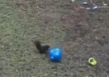 Squirrel Remembered Childhood As Soon As He Got The Toy, Seeing This Viral Video, You Will Also Say- Wah Brother, Have Fun Ndtv Hindi Ndtv India – खिलौना मिलते ही गिलहरी को याद आ गया बचपन, आप भी ये Viral Video देखकर बोल उठेंगे