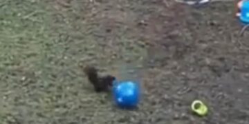 Squirrel Remembered Childhood As Soon As He Got The Toy, Seeing This Viral Video, You Will Also Say- Wah Brother, Have Fun Ndtv Hindi Ndtv India – खिलौना मिलते ही गिलहरी को याद आ गया बचपन, आप भी ये Viral Video देखकर बोल उठेंगे