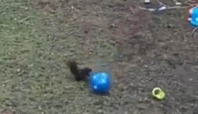Squirrel Remembered Childhood As Soon As He Got The Toy, Seeing This Viral Video, You Will Also Say- Wah Brother, Have Fun Ndtv Hindi Ndtv India – खिलौना मिलते ही गिलहरी को याद आ गया बचपन, आप भी ये Viral Video देखकर बोल उठेंगे