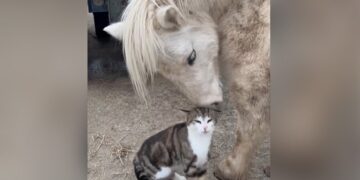 VIDEO: Seeing This Friendship Of Horse And Cat, People On Social Media Were Stunned, Amazing Connection Is Visible Between The Two