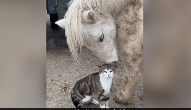 VIDEO: Seeing This Friendship Of Horse And Cat, People On Social Media Were Stunned, Amazing Connection Is Visible Between The Two