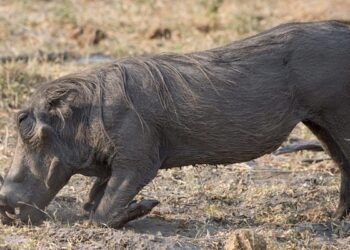 To Save Her Daughter, A Mother Was Attacked By A Wild Boar, Died And Gave A New Life To The Girl Child