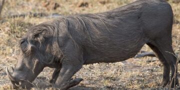 To Save Her Daughter, A Mother Was Attacked By A Wild Boar, Died And Gave A New Life To The Girl Child