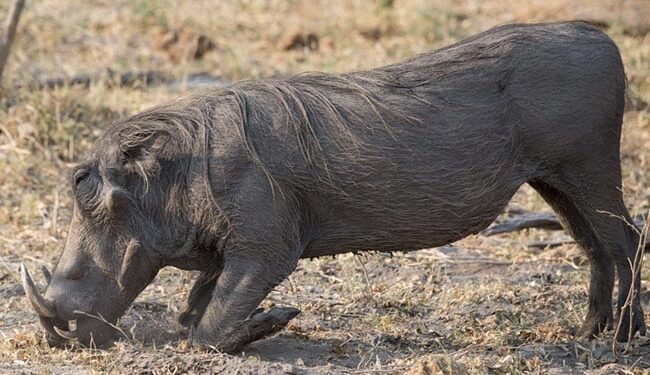 To Save Her Daughter, A Mother Was Attacked By A Wild Boar, Died And Gave A New Life To The Girl Child