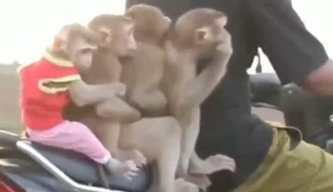 Monkeys Is Sitting On A Bike Video Viral: Video Of Five Monkeys Sitting On The Bike With The Owner, Monkey Bandar Viral Video