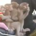 Monkeys Is Sitting On A Bike Video Viral: Video Of Five Monkeys Sitting On The Bike With The Owner, Monkey Bandar Viral Video