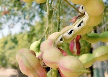 Very Few People Will Be Able To Tell About This Fruit, People Are Commenting On Social Media Ndtv Hindi Ndtv India