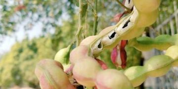 Very Few People Will Be Able To Tell About This Fruit, People Are Commenting On Social Media Ndtv Hindi Ndtv India