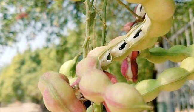 Very Few People Will Be Able To Tell About This Fruit, People Are Commenting On Social Media Ndtv Hindi Ndtv India