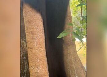 WATCH: Spiders Wrapped On The Tree, It Seemed Like A Beard And Mustache Came Out