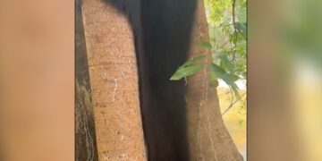 WATCH: Spiders Wrapped On The Tree, It Seemed Like A Beard And Mustache Came Out