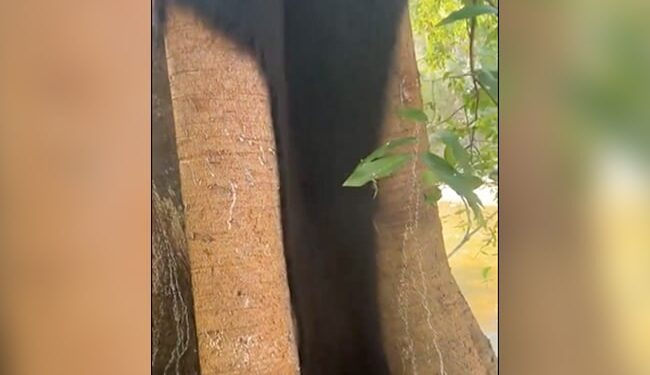 WATCH: Spiders Wrapped On The Tree, It Seemed Like A Beard And Mustache Came Out