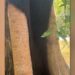 WATCH: Spiders Wrapped On The Tree, It Seemed Like A Beard And Mustache Came Out